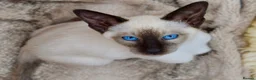 Siamese cats for sale: Stunning GCCF Siamese & Oriental Kittens - Advert 18