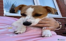 Jack Russell dogs for sale: Stunning Jack Russel girl Puppy - Image 6