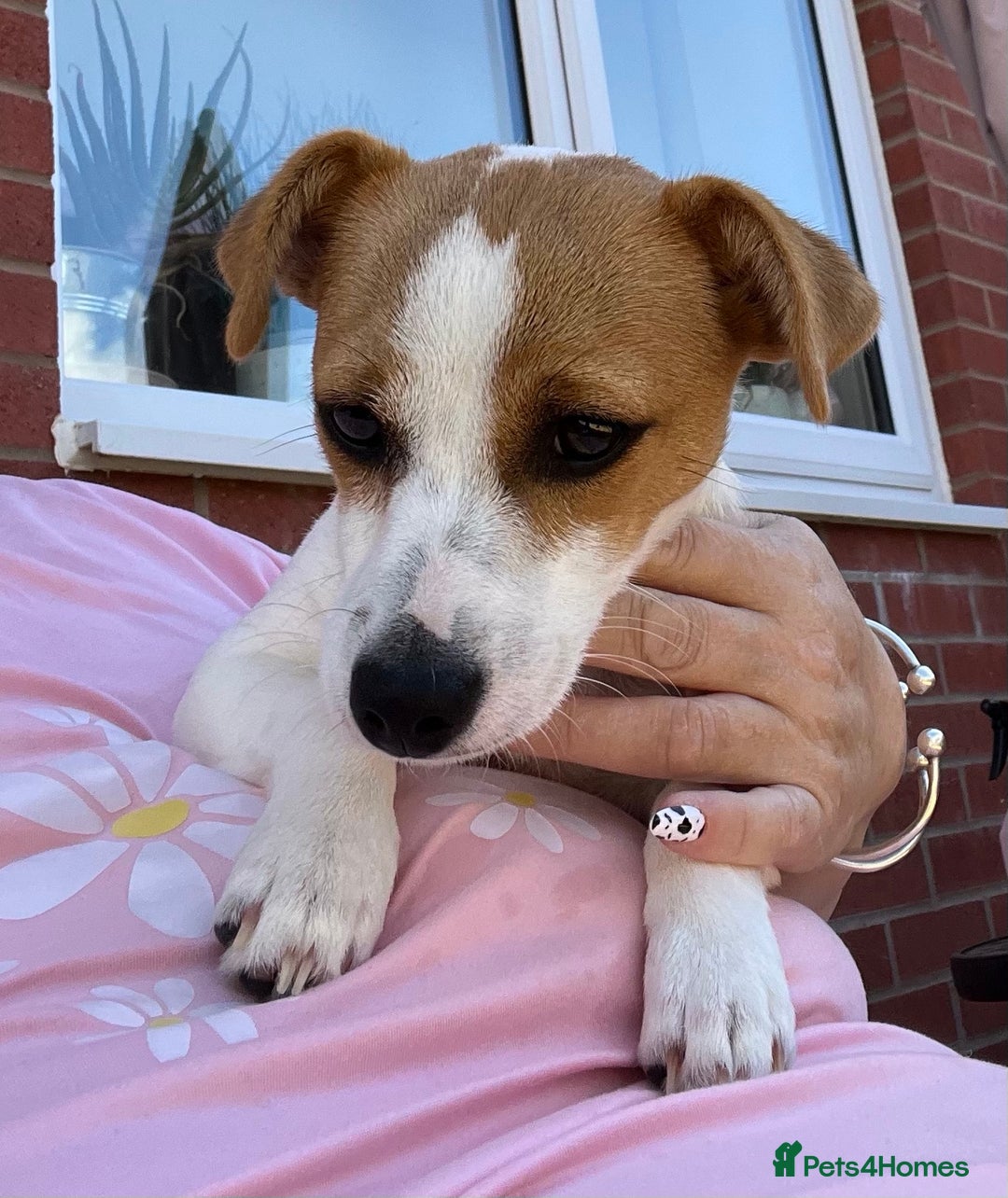 Jack Russell dogs for sale: Stunning Jack Russel girl Puppy - Image 6
