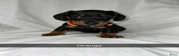Miniature Dachshund dogs for sale: 6 smooth haired miniature dachshunds! - Advert 11
