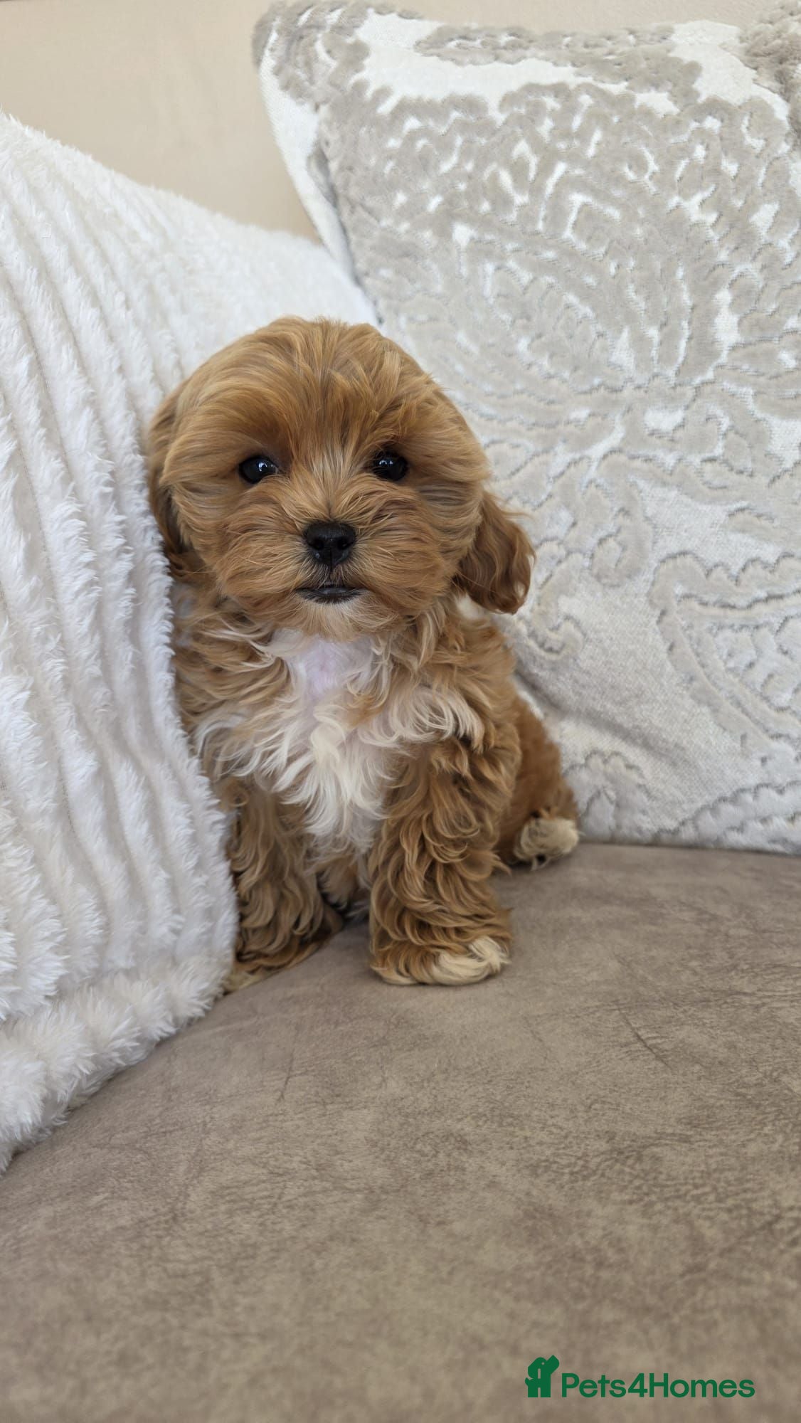 Maltipoo dogs READY TO LEAVE TODAY Tiny Toy Maltipoo puppies 🐶 - Advert 12