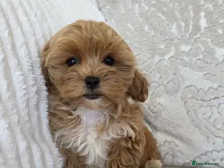 Maltipoo dogs READY TO LEAVE TODAY Tiny Toy Maltipoo puppies 🐶 - Advert 12
