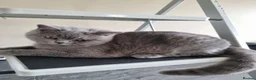 British Shorthair cats for sale: Kind Friendly Healthy Vaccinated Microchipped - Advert 26