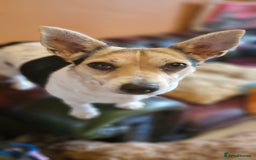 Jack Russell dogs for sale: Gorgeous adult female jack Russell  - Image 17