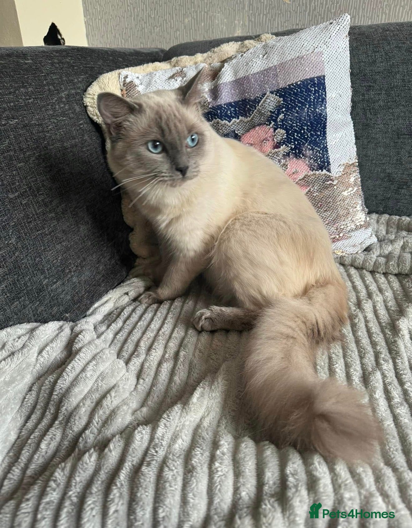 Ragdoll cats Adult cats - Advert 1