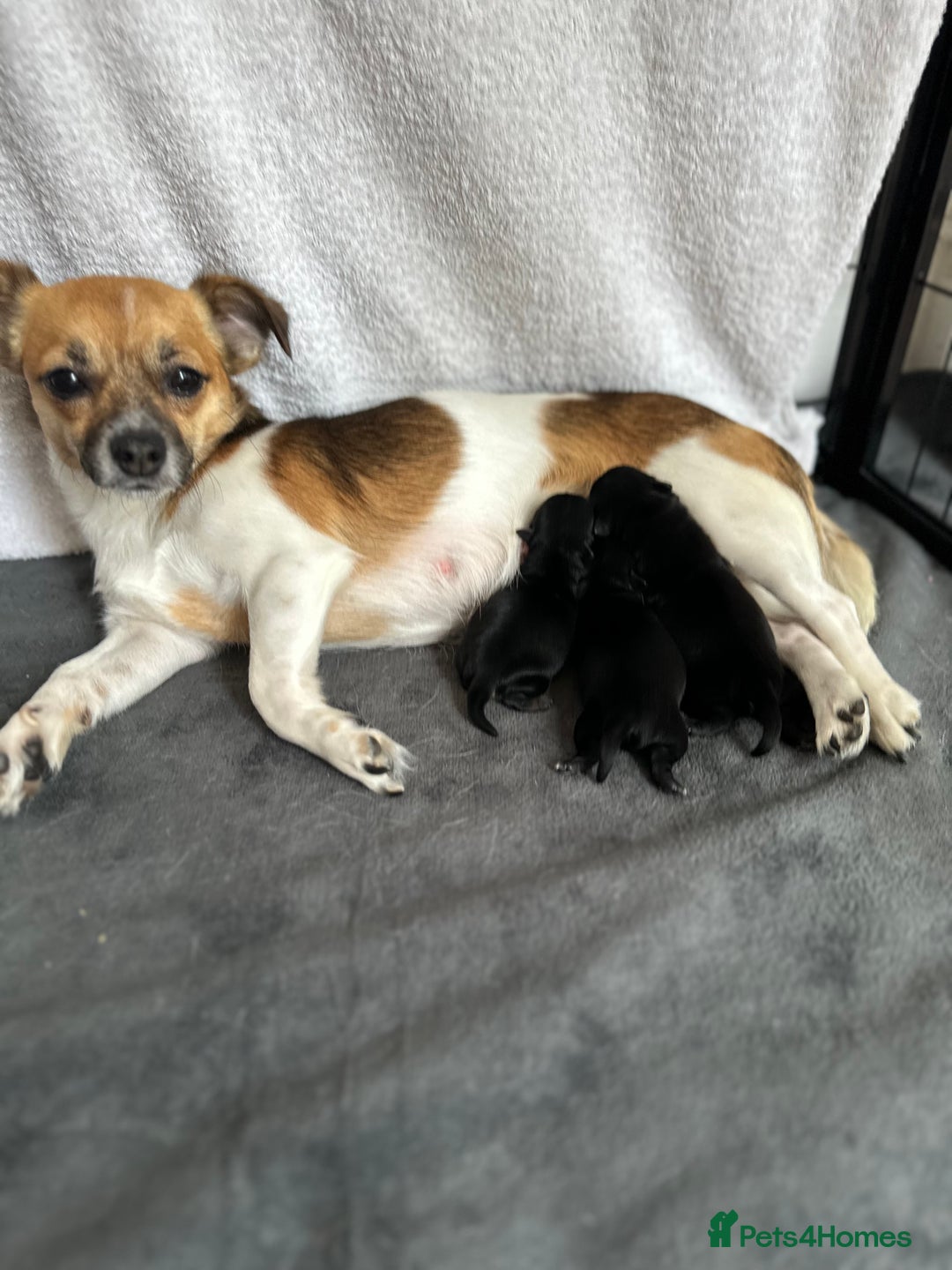 Mixed Breed dogs for sale: Chihuahua × Jack Russell Puppies – KC Reg Dad” - Image 6