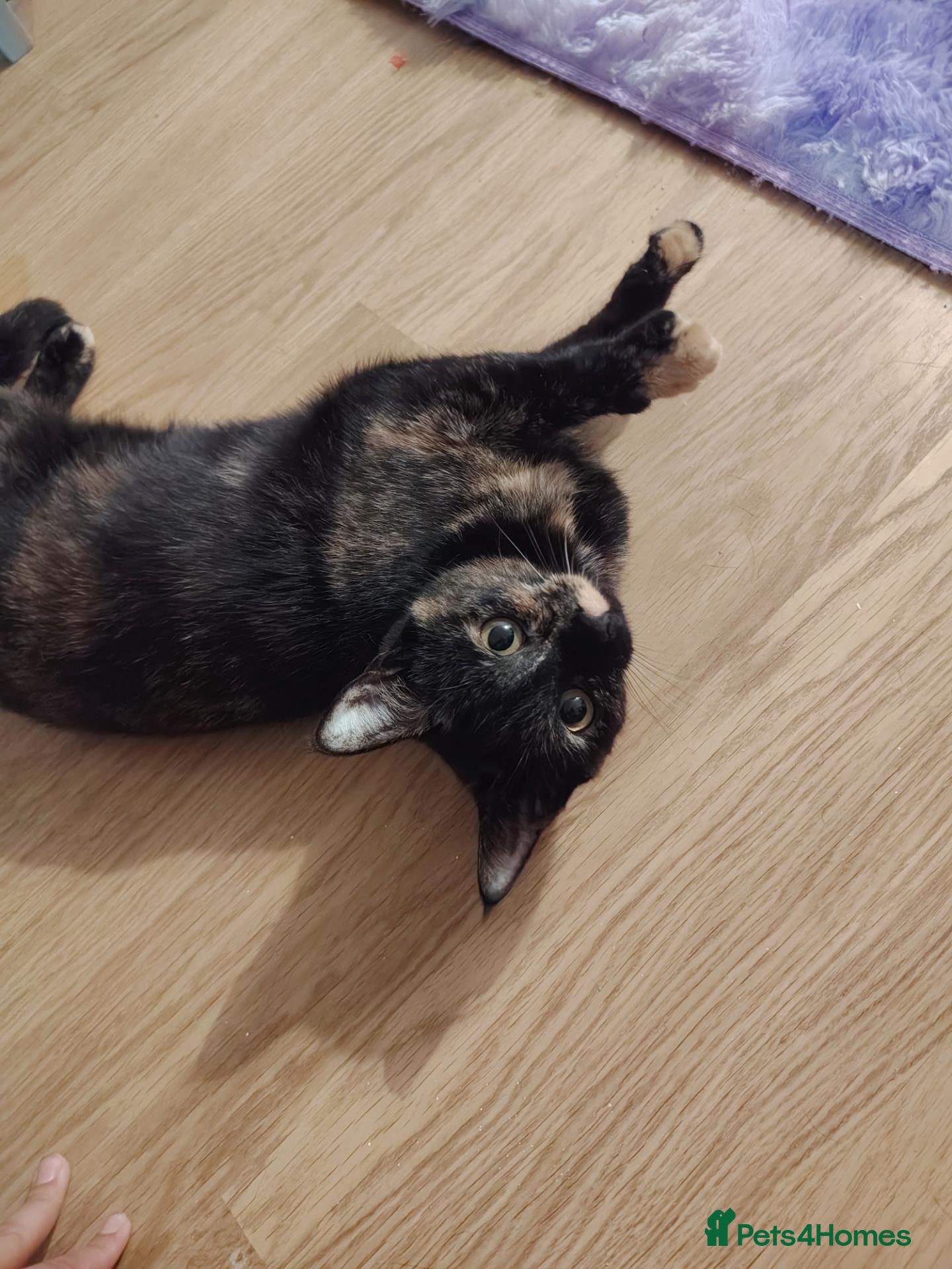 Mixed Breed cats Cleo.  - Advert 15