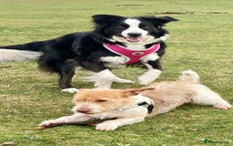 Mixed Breed dogs for sale: Wonderful JRT x looking for a caring new owner - Image 3