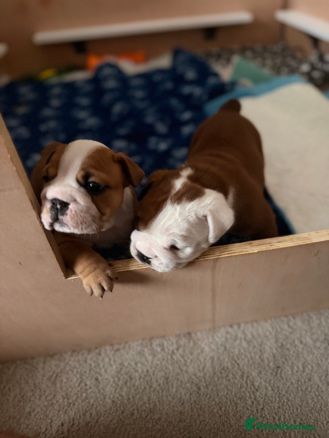 English Bulldog dogs for sale: 2 Beautiful Red & White English Bulldogs - Image 12