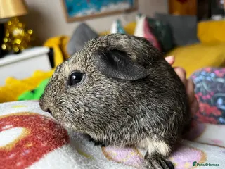 Guinea Pig rodents Young Male Guinea Pigs - Advert 10