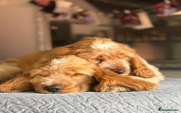 Cocker Spaniel dogs for sale: Last boy! Top quality show-type Cocker Spaniels! in Leicester - Image 7