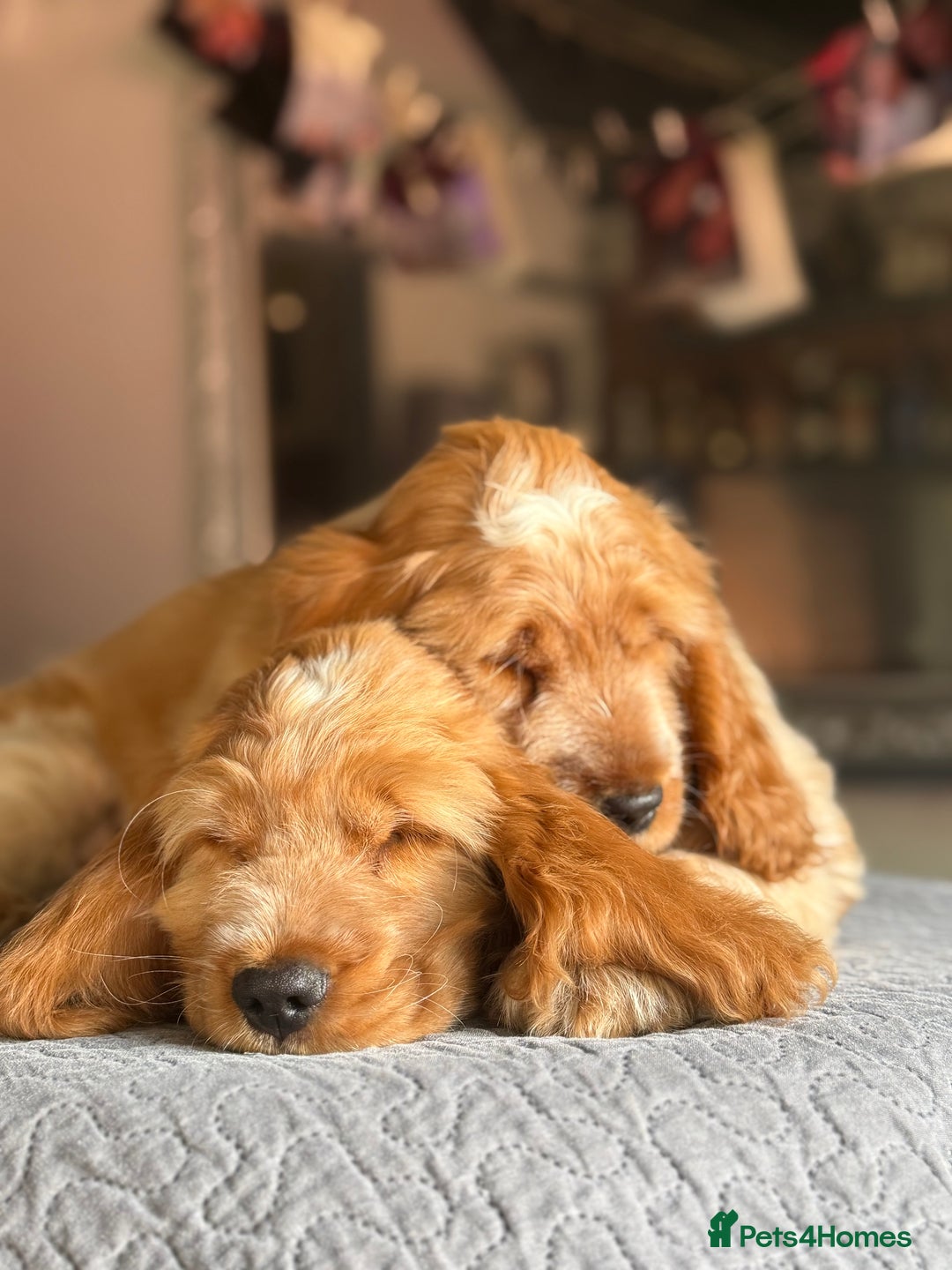 Cocker Spaniel dogs for sale: Last boy! Top quality show-type Cocker Spaniels! in Leicester - Image 7