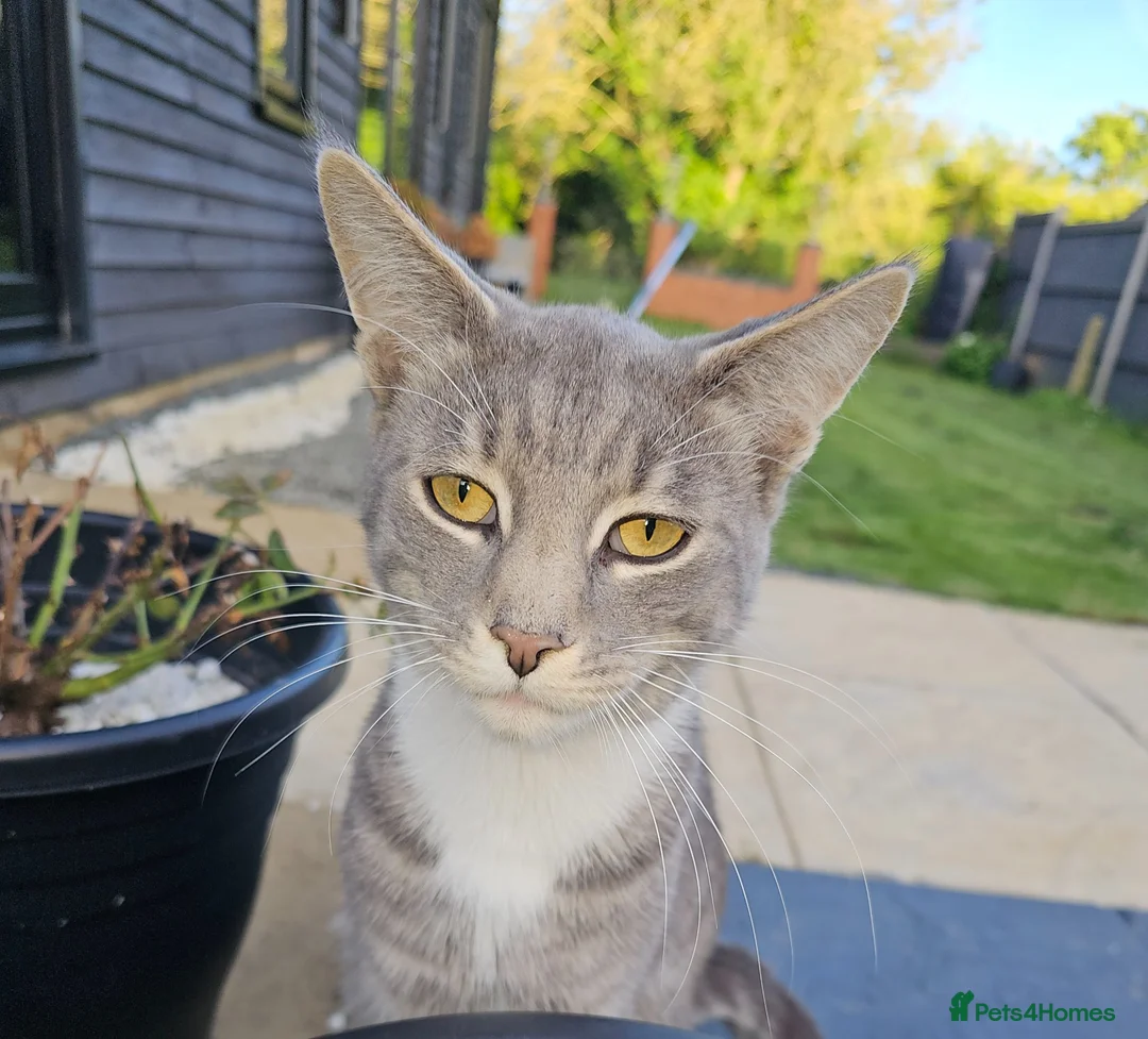 Maine Coon cats for sale: Smokie  - Advert 1