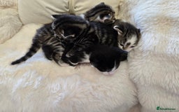 Russian Blue cats for sale: Russian blue =Main coon cross kittens  - Advert 13