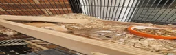 Gerbil rodents for sale: 3 x female gerbils and equipment for sale - Advert 7