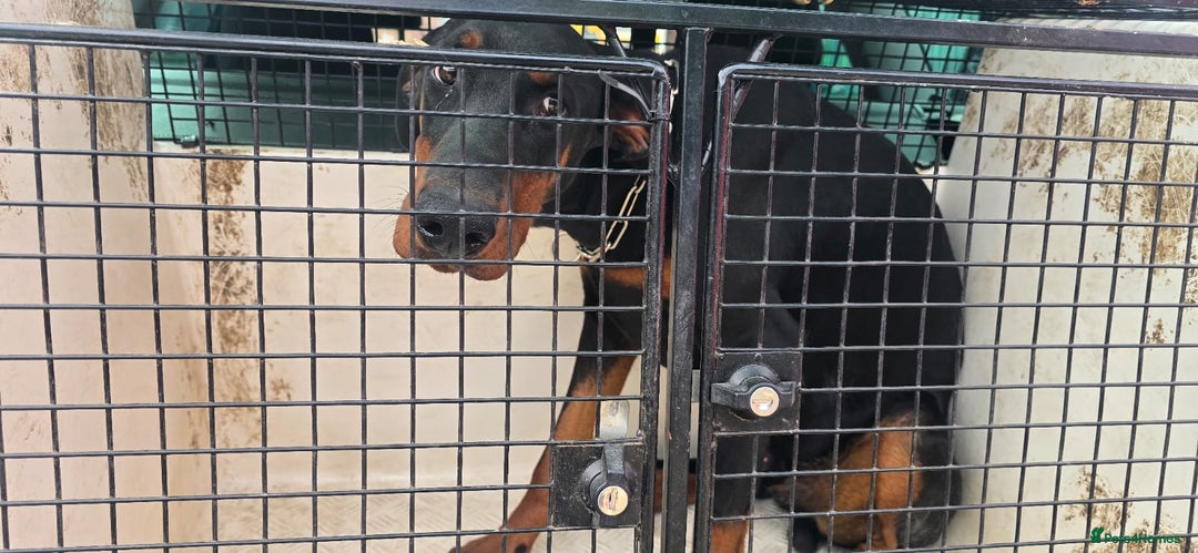 Dobermann dogs for sale: Doberman - Image 4