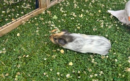 Guinea Pig rodents for sale: Bonded Male Guinea Pigs - Image 14