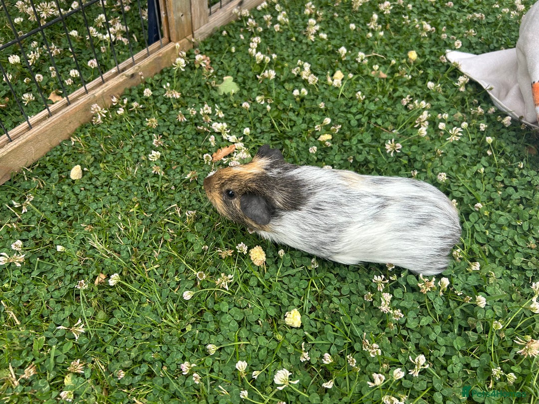 Guinea Pig rodents for sale: Bonded Male Guinea Pigs - Image 14