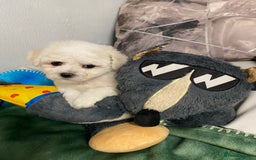 Bichon Frise dogs for sale: Beautiful Bichon Frise Puppies - Image 3