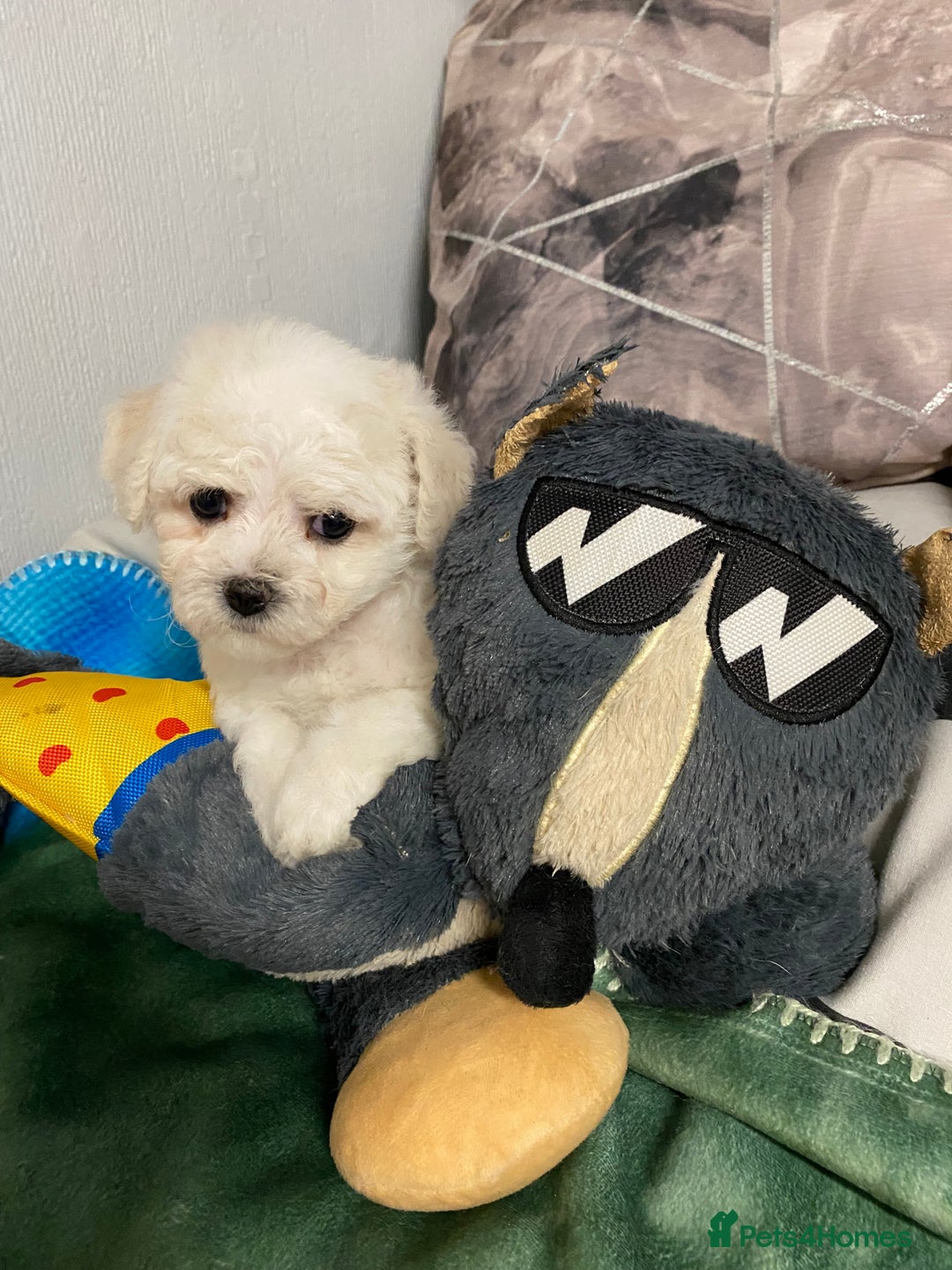 Bichon Frise dogs for sale: Beautiful Bichon Frise Puppies - Image 3