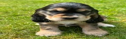 Cocker Spaniel dogs for sale: TRUE SHOWTYPE KC REGISTERED HEALTH TESTED - Advert 13