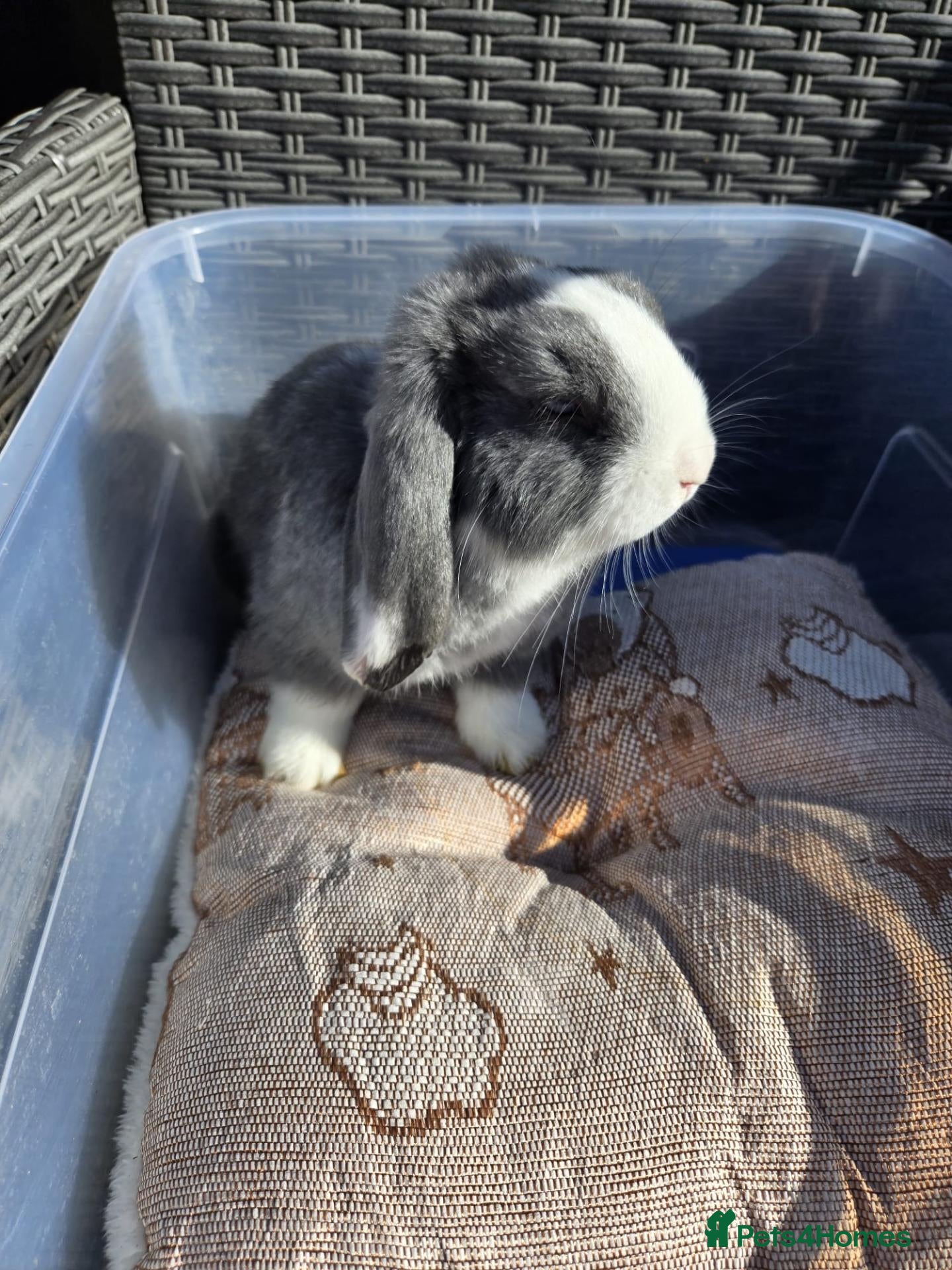 Mixed Breed rabbits Beautiful Litter Of Lop Earred Bunnies  - Advert 8