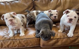 English Bulldog dogs for sale: Quality Girl - ready to leave - Image 7