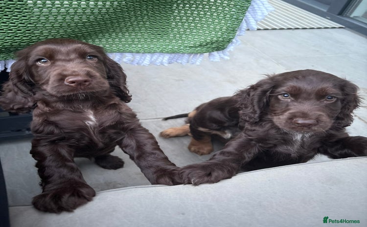 Cocker Spaniel dogs - Advert 5