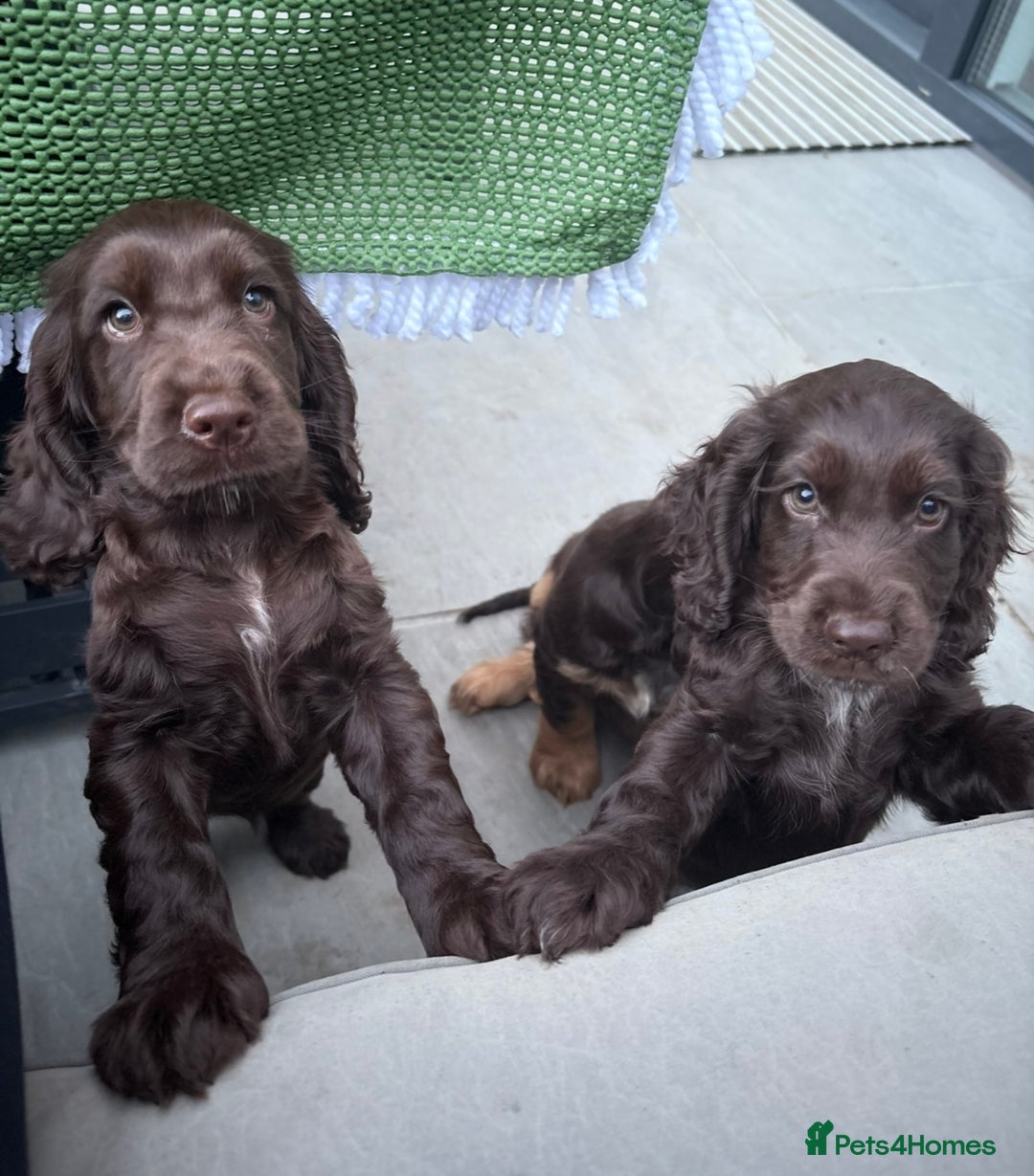 Cocker Spaniel dogs for sale: Ready to go last chocolate show cocker spaniel - Image 1