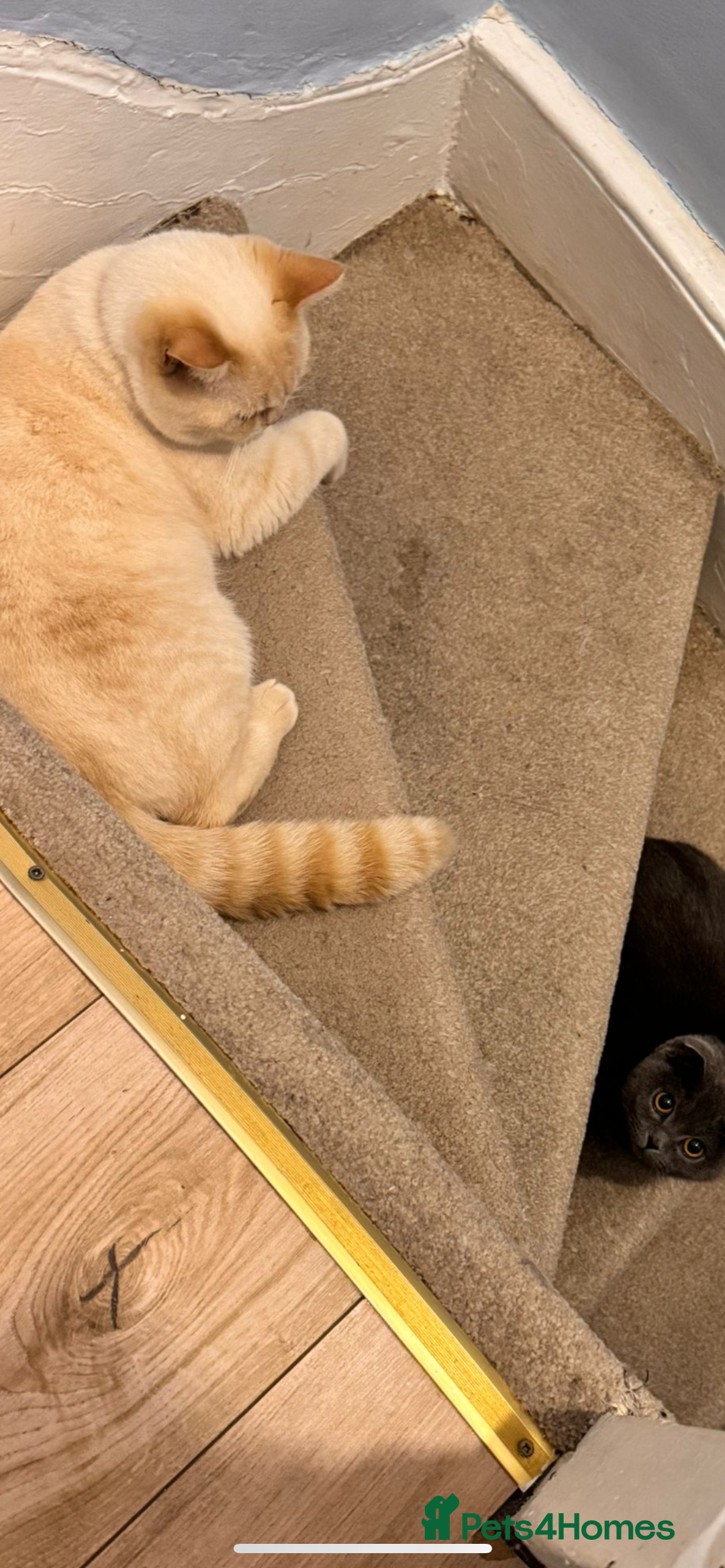 Scottish Fold cats for sale: Adorable Scottish Fold x British Shorthair Kitten - Image 7
