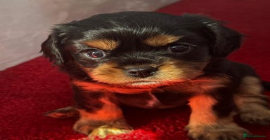 Cavalier King Charles Spaniel dogs Beautiful Cavalier Puppies - Fully health tested  - Advert 14