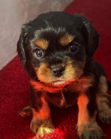 Cavalier King Charles Spaniel dogs Beautiful Cavalier Puppies - Fully health tested - Advert 14