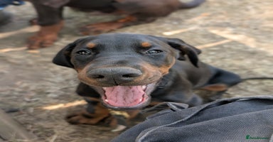 Dobermann dogs - Advert 7