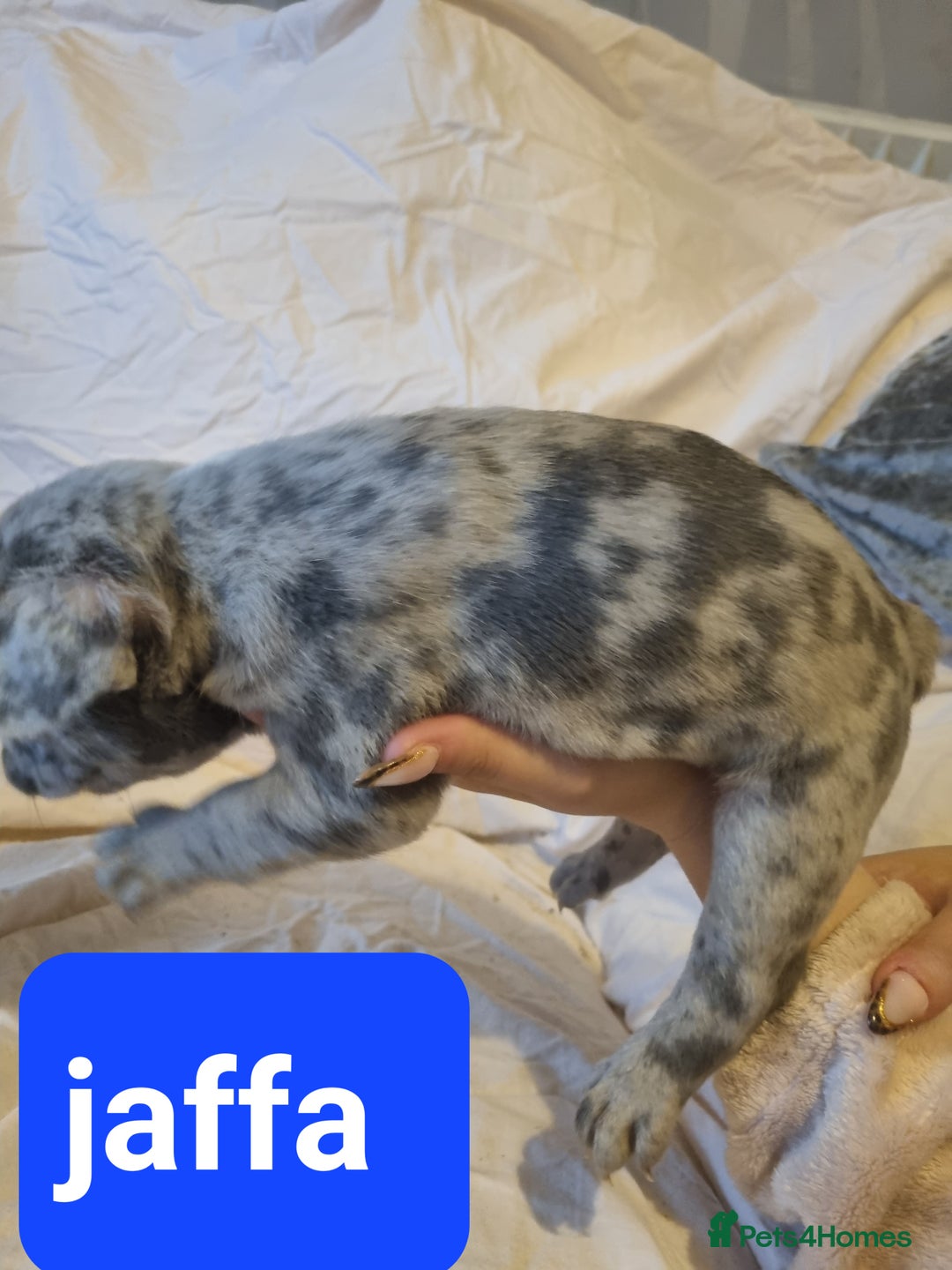 French Bulldog dogs for sale: Stunning litter of merle frenchies - Advert 18