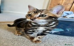 Bengal cats for sale: Beautiful rosette female Bengal kitten  in Okehampton - Image 3