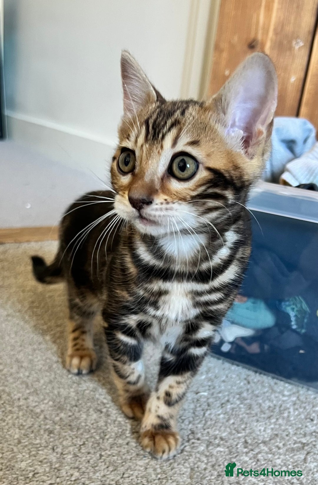 Bengal cats for sale: Beautiful rosette female Bengal kitten  in Okehampton - Image 3