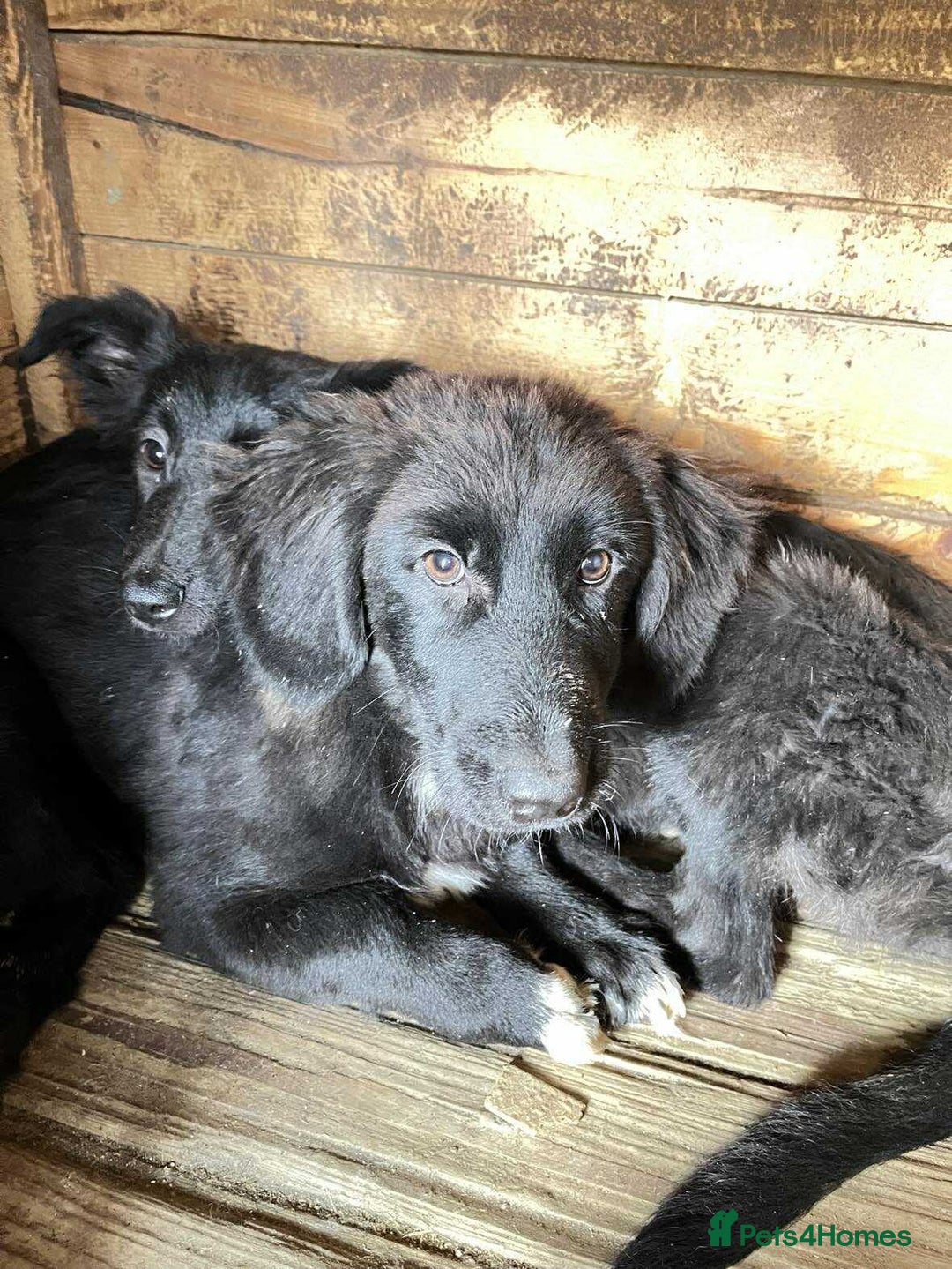 Mixed Breed dogs for adoption: Morgan - Ipswich Suffolk  - Advert 9