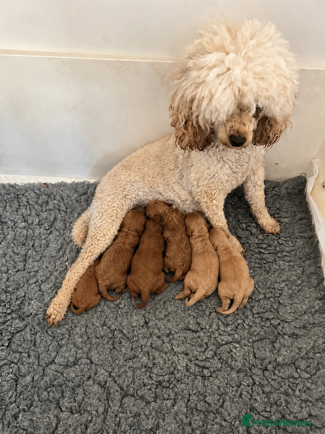 Toy Poodle dogs for sale: Toy Poodle Puppies  - Advert 1