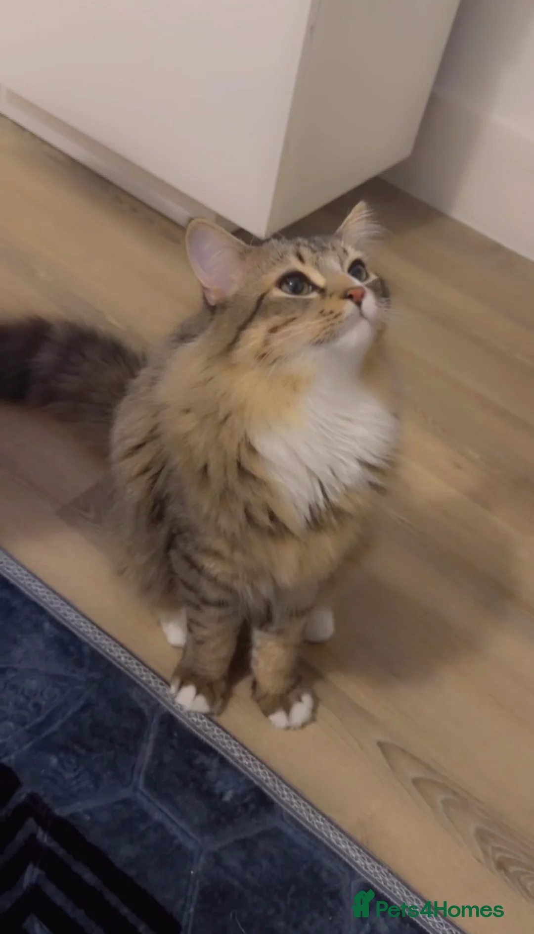 Maine Coon cats for sale: Maine coon cat - Advert 4