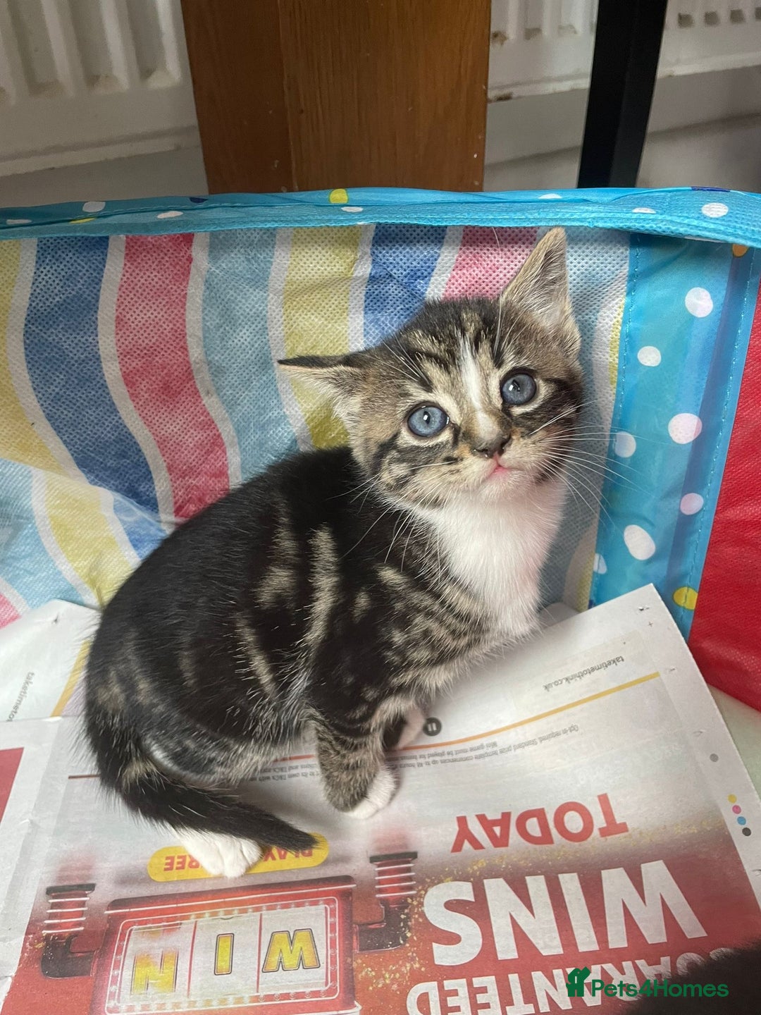 Mixed Breed cats for sale: Maine coon mixed breed - Image 3