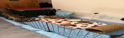 Guinea Pig rodents for sale: Guinea pig boar  - Advert 3