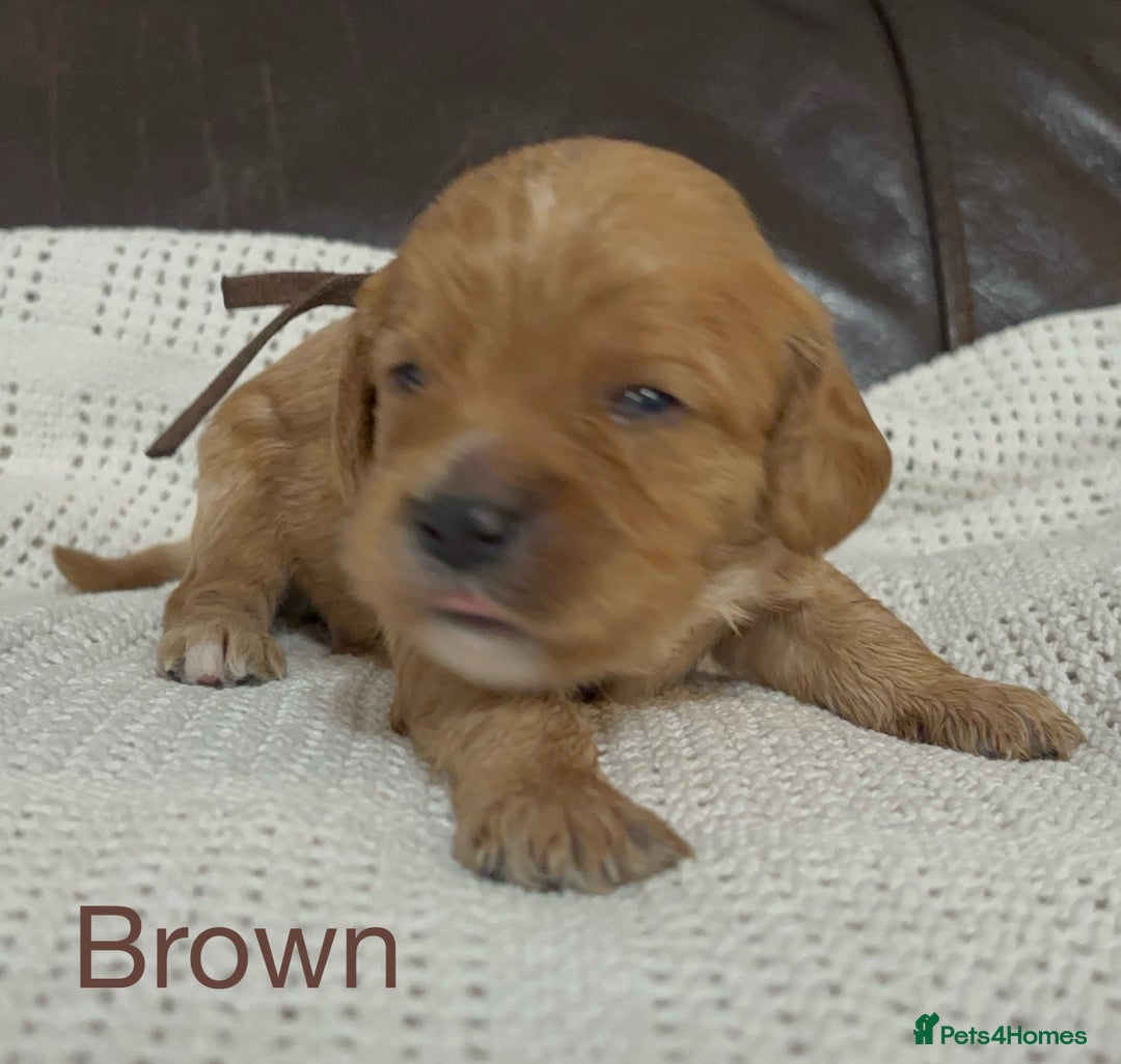 Cavapoo dogs for sale: Gorgeous F1 Cavapoo puppies. Health tested parents - Advert 19