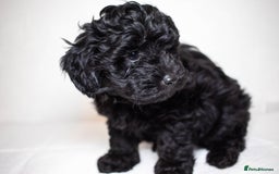 Mixed Breed dogs for sale: Havapoo. F1. Super healthy. - Image 6