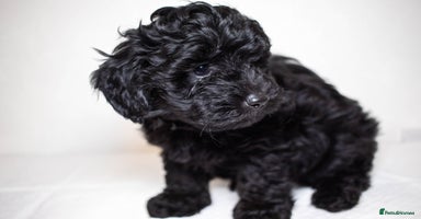 Mixed Breed dogs - Advert 2