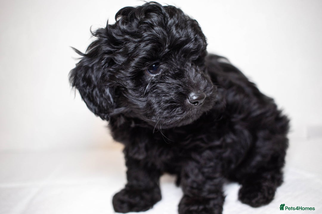 Mixed Breed dogs for sale: Havapoo. F1. Super healthy. - Image 6