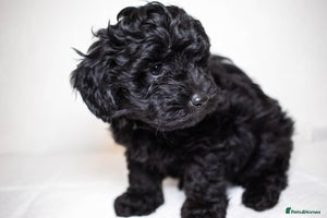 Mixed Breed dogs - Advert 2