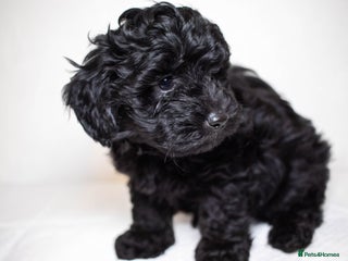 Mixed Breed dogs - Advert 27