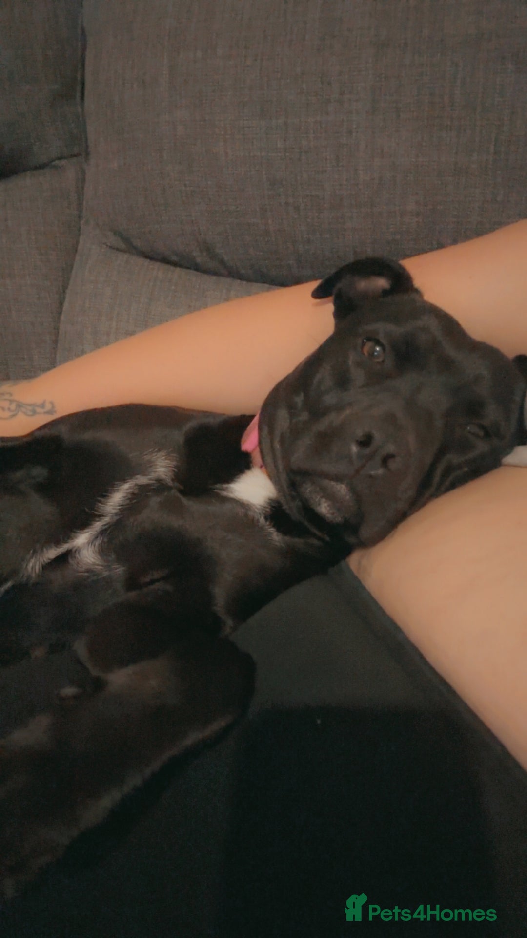 Staffordshire Bull Terrier dogs for sale: Staffy girl nearly 2 years old  - Image 2