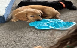 Miniature Dachshund dogs for sale: REDUCED!! Only one long hair miniature girl left!  in Sudbury - Image 12
