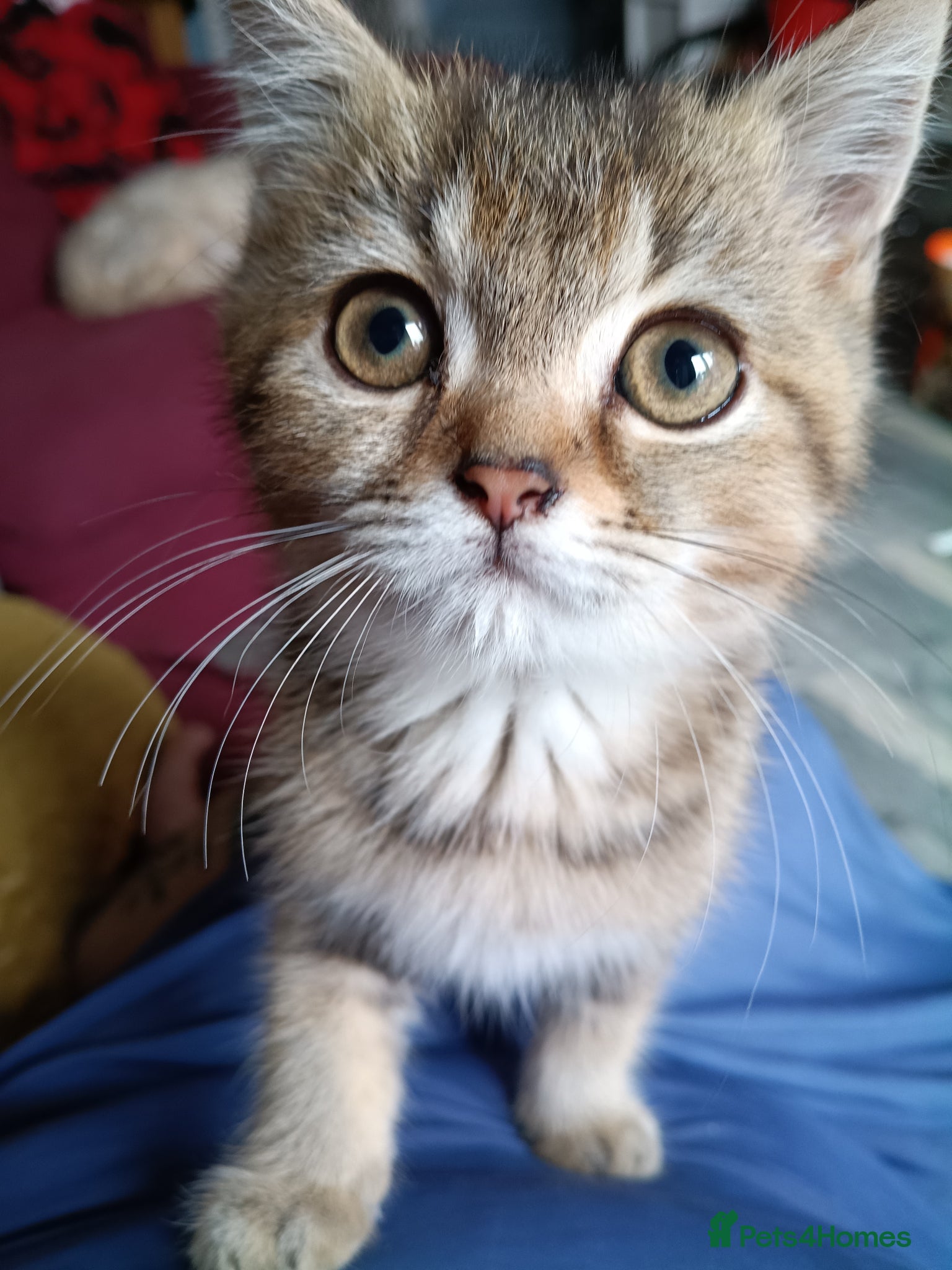 British Shorthair cats Can't believe no one wants my beautiful babies. X - Advert 17